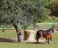 Mothers horse feeding her young foal in field in fall season Royalty Free Stock Photo