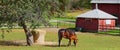 Mothers horse feeding her young foal in field in fall season Royalty Free Stock Photo