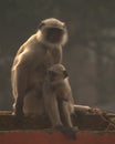 A mothers love, monkey