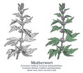 Motherwort. Colorful vector hand drawn plant. Vintage medicinal plant sketch. Royalty Free Stock Photo