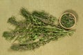 Motherwort. Dry herbs. Herbal medicine, phytotherapy medicinal h