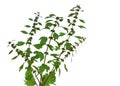 Motherwort