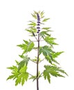 Motherwort, Leonurus L.