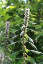 Motherwort