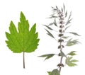 Motherwort Leonurus plant and green leaf isolated on white background Royalty Free Stock Photo