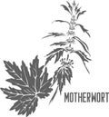 Motherwort officinalis vector illustration