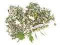 Motherwort plant on white background, top view. Heap of dried and fresh plant
