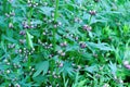 Motherwort plants in field