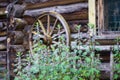 Motherwort plants and rustic wheel in front of the wooden wall of the ancient shed Royalty Free Stock Photo