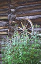 Motherwort plants and rustic wheel in front of the wooden wall of the ancient shed Royalty Free Stock Photo