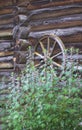 Motherwort plants and rustic wheel in front of the wooden wall of the ancient shed Royalty Free Stock Photo