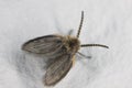 Mothflies, owl midges, sewage farm flies, called also waltzing midges (Psychodidae) on a white wall Royalty Free Stock Photo