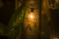 Moths Flying Around Lightbulb Dark summer night of tropical Rainforest ecosystems with light from illuminated wings of bug swarm