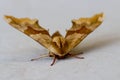 Moths are a group of insects that includes all members of the order Lepidoptera that are not butterflies. Royalty Free Stock Photo