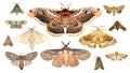 Moths collection