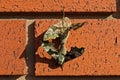 Moths mating on a brick wall