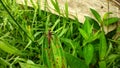 Moths perch on long wet leaves