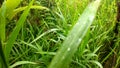 Moths perch on long wet leaves