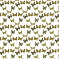 Moths Photos Motif Pattern Royalty Free Stock Photo