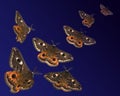 Moths (Saturnia pavoniella) flying in the night