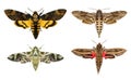 Moths species. Royalty Free Stock Photo