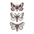 Moths Sphingidae Set collection Hand drawn. Royalty Free Stock Photo