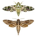 Moths Royalty Free Stock Photo