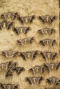 Moths on a wall in rows Royalty Free Stock Photo