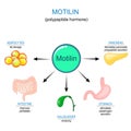 Motilin hormone