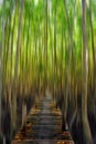 Motion blur background of Halloween haunt deep green wood forest.