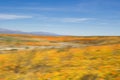 Motion Blur Color Study Wildflower Super Bloom under Blue Sky Royalty Free Stock Photo