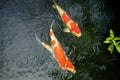 Motion blur of colorful carp fish or koi fish in a garden pond i