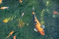 Motion blur of colorful carp fish or koi fish in a garden pond in Thailand, Abstract top view of colorful fancy carp fish