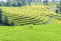 Motion blur of couple walk leisurely romance in rice field