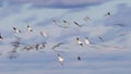 Motion blur of a flock of Black Skimmers in flight - Cedar Key, Royalty Free Stock Photo