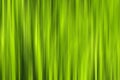 Motion blur grass