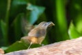 Motion blur Horsfield`s Babbler in nature