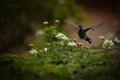 Motion blur of hummingbird wings.