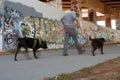 Motion Blur Of Man Walking Two Dogs In Urban Setting