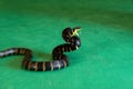 Motion blur mangrove snake in attack