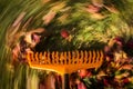 Motion blur on orange lawn rake leaves Royalty Free Stock Photo