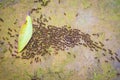 Motion blur top view of motion swarm of ants on dirt with moss i