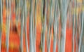 Motion blur of trees Royalty Free Stock Photo