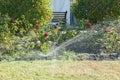 Motion blur of water from a sprinkler in a garden in a flower bed against the background of flowers. Blurred action of watering