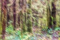 Motion blurred, abstract image of West Coast rainforest Royalty Free Stock Photo