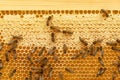 Motion blurred bees working with honey on a frame with honeycombs.