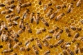 Motion blurred bees working with honey on a frame with honeycombs