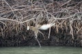 Motion blurred monkeys climb on the roots of mangrove trees and fight for food