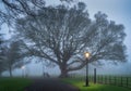 Motion blurred people walking in Farmleigh Phoenix Park at moody fog in evening, Dublin