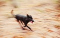 Motion blurred running dog in autumnal park Royalty Free Stock Photo